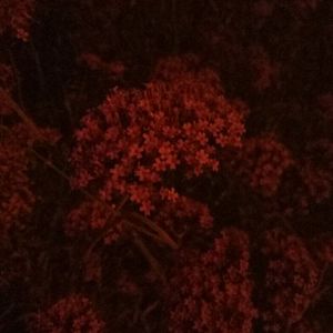 久久一级黄色片
